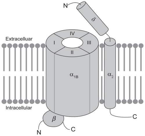 Figure 1 Schematic representation of the putative structure of the voltage-gated N-type calcium channel. N-type calcium channels are made up of a large pore-forming a1B subunit in association with one or more auxiliary subunits. The a1B subunit contains most determinants of channel function, including its biophysical and pharmacological properties. The proposed membrane topology of the a1B subunit is believed to involve four homologous domains (DI-DIV), each of which contains six transmembrane segments (S1–S6; not shown). The auxiliary subunits include the disulphide-linked a2d subunit, which is anchored in the membrane by a single membrane-spanning segment and the cytosolic b subunit, which interacts with the intracellular loop connecting DI to DII in the a1B subunit.