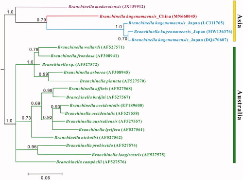 Figure 1. Bayesian inference tree depicting the phylogenetic (numbers at the nodes are Bayesian posterior probabilities). Geographical distributions of Branchinella are represented as Australian: green, Asian: yellow, Indian: purple, Japanese: blue, and Chinese: red.