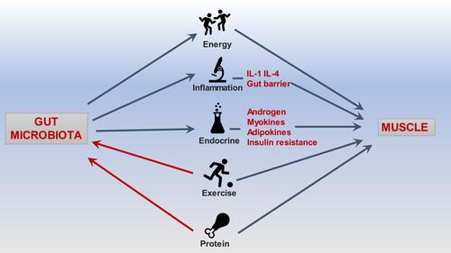 Figure 1 Overview of the main mechanisms of gut-muscle axis.