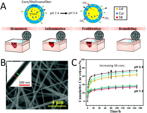 Figure 7. (A) Illustration indicating wound healing with the help of microenvironment-responsive dual-drug-loaded wound dressings and the different steps in wound healing, where during inflammation, the pH at the wound decreases to pH 5.4 and triggers the release of the curcumin (Cur) in the core and lidocaine (Lid) from the shell of the nanofiber patch. (B) SEM image of CS-PEO-Lid/PCL-Cur-SB (diameter = 355 ± 51 nm) core-shell nanofibers. Inset. TEM image showing the core-shell structure. C) pH-dependent Cur release curves from the core of CS-PEO-Lid/PCL-Cur fibers with different concentrations of SB within the core. Adapted with permission from Ref. [Citation174].