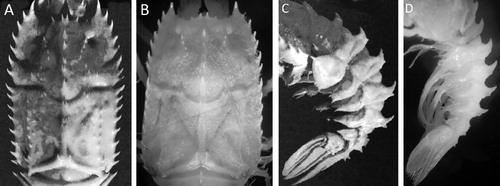 Figure 2 Stereomastis suhmi (Bate Citation1878): Comparison of previously described specimens with the one reported in this work. A, B, Dorsal view of the cephalothorax. A, Female 31.2 mm, off Cape Province, ‘Africana’, 31°20′S, 16°09′E, 462 m (from Galil Citation2000). B, Male of S. suhmi, carapace length 15.7 mm in this work, MACN-In 39629. C, D, Lateral view of the abdomen. C, Female 26.5 mm, Tasman Sea, ‘Galathea’ stn 626, 42°10′S, 170°10′E, 610 m. D, Male of S. suhmi, carapace length 15.7 mm in this work, MACN-In 39629. Pictures of previously described specimens are from Galil (Citation2000), © Publications Scientifiques du Muséum National D’histoire Naturelle, 21:285–387.