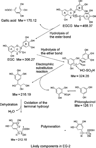 Figure 7.  A proposal reaction process and active product from treated EGCG.