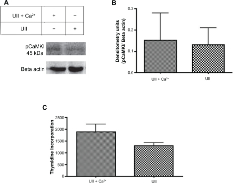 Figure 8 Intracellular Ca2+ is the predominant source of Ca2+ involved in urotensin II-induced phosphorylation of CaMKI and cellular proliferation in Pac1. A) A representative immunoblot demonstrates that urotensin II-induced phosphorylation of CaMKI is independent of extracellular Ca2+. Pac1 were treated with ACSF + urotensin II ± Ca2+. B) Densitometry analyses of treatment groups are compared in pairwise t-tests. The y-axis data is plotted as a fraction of control (n = 2). C) Proliferation studies conducted in Pac1 were measured via 3H-thymidine incorporation in Pac1. Treatment groups for ACSF + urotensin II ± Ca2 were compared in a pairwise t-test (n = 4).