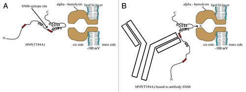 Figure 9. The bPrP(T194A)/antibody complex is too large to intercalate whereas, unbound molecules are unaffected with α-hemolysin. A model for single molecule analysis using an α-hemolysin pore, illustrates the orientation of T194A mutant of bPrPC and antibody/prion complex. (A) The mutation T→A at position 194 disrupts two hydrogen bonds between the second β-sheet and second α-helix of PrP.Citation31 Therefore, now the more flexible T194A interacts with the α-hemolysin pore, increasing the number of type-II events. (B) The mutation T→A at position 194 may expose the epitope that binds SN6b and the antibody/prion complex is too large to intercalate through the α-hemolysin pore.
