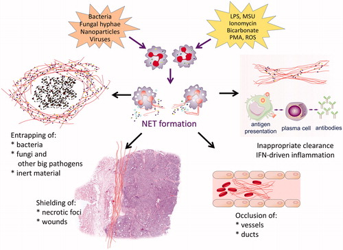Figure 1. Various kinds of particulate matter (like bacteria, fungi, viruses or nanoparticles) as well as certain chemicals (LPS, MSU, PMA, ionomycin, bicarbonate and pH) can trigger NET formation. The released NETs then entrap pathogens, sequester necrotic foci and shield wounds; however in pathological conditions they may occlude vessels and ducts. If they are not cleared properly NETs may serve as nucleic acid containing autoantigen that fuel the interferon-driven chronic inflammation a hallmark for systemic lupus erythematosus, SLE.