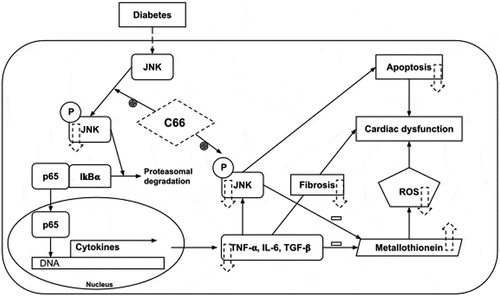 Figure 4. Schematic diagram of the mechanisms of C66 that have a beneficial effect on diabetic/hyperglycemic induced cardiac abnormalities