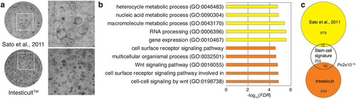 Figure 2. Characterization of impact of media composition on organoid cultures.