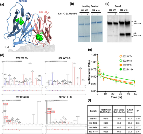 Figure 5. Glycosylation and pharmacokinetic properties of the M18 double gain-of-glycan 602 variant. (a) Threaded computational model of the heavy chain (HC) and light chain (LC) variable domains of the 602 antibody in complex with IL-2 (generated using the iTASSER server). The two installed glycosylation sites for the M18 variant are indicated as green spheres. (b,c) Reducing SDS-PAGE analysis (b) and ConA lectin immunoblot (c) showing glycosylation of the wild-type 602 antibody compared to the M18 variant. Proteins were expressed in HEK293 F (HEK) or CHO-S (CHO) cells, as indicated, in the absence (-) or presence (+) of 1,3,4-O-Bu3ManNAc. (d) Fragmentation spectra of wild-type and corresponding engineered N-linked glycovariant peptides from the heavy and light chains of both 602 wild-type and 602 M18, respectively. Oxonium ions from 602 M18 glycopeptides are boxed in red. (e) In vivo pharmacokinetic study of the parent 602 antibody versus the M18 variant, prepared with or without 1,3,4-O-Bu3ManNAc. Serum concentration is plotted at various time points following r.o. injection (n = 3). WT, wild type.