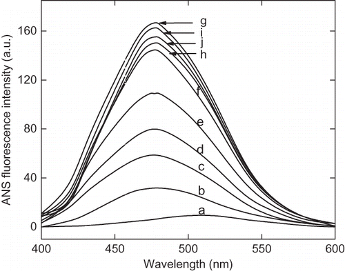 Figure 4a The 8-anilinonaphathalene-1-sulphonic acid (ANS) fluorescence spectra of α-amylase at different pH ranging from pH 1.5 to 7. The curves are represented as: (a) pH 7, 6.5 and 6.00, (b) pH 4.5, (c) pH 4.00, (d) pH 3.5, (e) pH 3.00, (f) pH 2.5, (g) pH 2.25, (h) pH 2.00, (i) pH 1.75, and (j) pH 1.5.