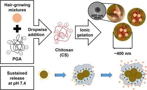 Figure 1 Schematic illustration of the synthesis of PGA-4HGF and its sustained release under physiological pH condition.