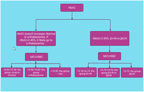 Figure 1. Workflow distinguishes thalassaemia by using the HbA2 and the Mentzer formula in pregnant women.