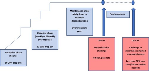 Figure 4 Overview of the peanut oral immunotherapy process.