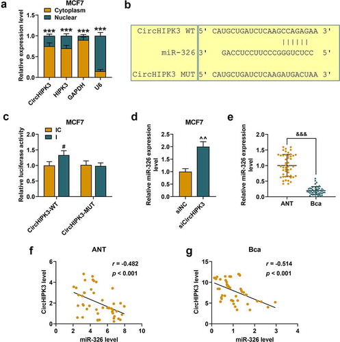 Figure 2. MiR-326 was targeted by circHIPK3 in MCF7 cells. (a) Cytoplasmic and nuclear RNA fractions were isolated from MCF7 cells. Relative expressions of circHIPK3 in the cell cytoplasm or nuclei were examined by RT-qPCR. GAPDH was used as the cytoplasmic control, and U6 was used as a nuclear control. (b) The binding sites for miR-326 in circHIPK3 were predicted by circInteractome. (c) Luciferase reporter assay showed that miR-326 inhibitor promoted the luciferase activity of circHIPK3 in MCF7 cells. (d) Relative expression of miR-326 was detected after transfection with sicircHIPK3 in MCF7 cells by RT-qPCR. U6 was used as an internal control. (e) Relative miR-326 expression was detected in the BCa tissues and adjacent non-cancerous tissues (ANT) was determined by RT-qPCR. (f and g) The correlation between circHIPK3 and miR-326 in BCa tissues and ANT was determined by Pearson’s correlation analysis. ***P < 0.001 vs. Cytoplasm; #P < 0.05 vs. IC; ^^P < 0.01 vs. siNC; &&& P < 0.001 vs. ANT. Data are shown as mean±SD, n = 3. Mut, mutant; WT, wild-type; siCircHIPK3, small interfering circular RNA HIPK3; siNC, small interfering negative control; IC, inhibitor control. RT-qPCR, reverse transcription-quantitative polymerase chain reaction