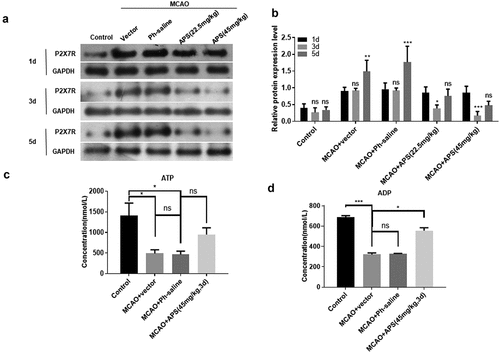 Figure 4. APS inhibits P2X7R expression by promoting ATP degradation in cerebral cortex of MCAO rats A: Western blot analysis of P2X7R expression in cortex of rats in control group, MCAO group, MCAO+normal saline group, MCAO+APS low-dose group or MCAO+APS high-dose group, indicated antibodies were added in the Western blot; B: Statistical analysis of the expression level of P2X7R based on Western blot results; C: ATP concentration of rat cortex of control group, MCAO group, MCAO+ normal saline group, MCAO+APS low-dose group or MCAO+APS high-dose group was detected by ELISA; D: ADP concentration of rat cortex of control group, MCAO group, MCAO+normal saline group, MCAO+APS low-dose group or MCAO+APS high-dose group was detected by ELISA. Data were representative of three independent experiments, and analyzed by unpaired t-test. The error bars indicate SD. *P < 0.05, **P < 0.01.