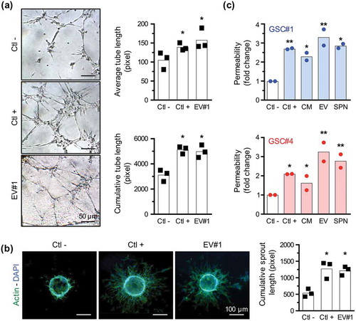 Figure 2. GSC-released extracellular vesicles exert pro-angiogenic activity on human brain endothelial cells. (a) In a tubulogenesis formation assay, brain microvascular endothelial cells (ECs) were embedded in a collagen-based matrix and stimulated with negative (serum-free mitogen-free DMEM/F12) and positive (VEGF, 50 ng/ml) controls, and 20 µg/ml of GSC#1-EVs resuspended in serum-free mitogen-free DMEM/F12. Pictures were acquired 8 h later and average and cumulative tube lengths were quantified (n = 3). *, p < 0.05. (b) ECs were coated on Cytodex microbeads and embedded in a fibrinogen matrix. Cells were incubated with serum-free mitogen-free DMEM/F12 (Ctl −), VEGF-A (Ctl +, 50 ng/ml) and GSC#1-EVs (20 µg/ml) for 2 days. EC-coated beads were then stained for phalloidin (actin, green) and DAPI (nucleus, blue) and pictures were quantified for sprout length (n = 3). *, p < 0.05. (c,d) Transwell permeability assay was performed treating ECs with VEGF-A (Ctl +, 50 ng/ml) or GSC#1, #4-EVs (20 µg/ml), to assess the passage of 40 kDa FITC-labelled dextran. Similarly, permeability assays were done with conditioned media (CM) or 100,000×g soluble supernatant fractions (SPN). Results are expressed as fold change relative to the negative condition (medium alone, Ctl −) (n = 2). *, p < 0.05; **, p < 0.01.