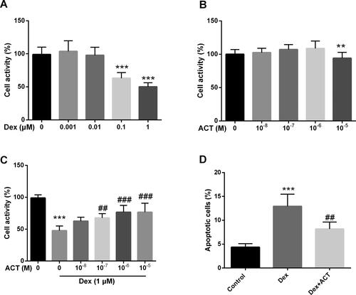 Figure 3. ACT significantly alleviates the effect of Dex on osteoblast activity and apoptosis. Resultst of the CCK-8 assay on Dex (A), ACT (B), and co-treatment with Dex and ACT (C) MC3T3-E1 viability in osteoblasts. D. Flow cytometry assays for the regulation of osteoblast apoptosis by ACT and Dex co-treatment. **P < 0.01, ***P < 0.001 vs. 0 group; ##P < 0.01, ###P < 0.001 vs. Dex 1 μM and 0 M ACT.