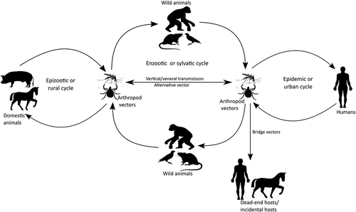 Figure 2. Transmission and maintenance cycles of vector-borne viruses. Arboviruses can circulate and be maintained through the sylvatic/enzootic cycle, the epidemic/urban cycle as well as through the epizootic/rural cycle.