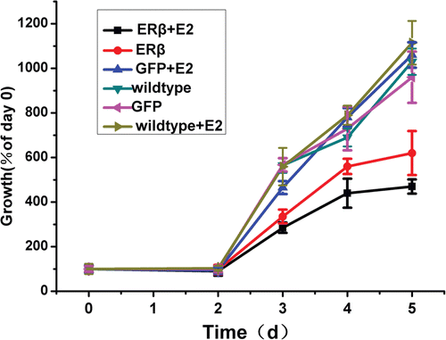 Figure 3.  Cell growth of MCF-7 cells stably expressing GFP or ERβ. MCF-7 cells were stably transfected with pEGFP-C3 or pEGFP-hERβ. Wild type and transfected MCF-7 cells overexpressing GFP or ERβ were cultured up to 5 days in serum-free medium in the presence of 10−9 M E2 (+E2) or control vehicle ethanol (−E2). Relative viable cell numbers were determined by MTT assay on day 0, 2, 3, 4, and 5. Viable cell numbers are expressed as percentage relative to day 0. Each experiment was performed three times independently and results were expressed as means ± SD. *p ≤ 0.05, ***p ≤ 0.001 versus corresponding wild type.