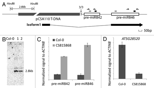 Figure 2.AT5G28520 is downregulated in CS815868 T-DNA insertion plants, which overexpress pre-miR842 and pre-miR846. (A) Genomic structure around MIR842 and MIR846 in T-DNA insertion line CS815868. TSS revealed by 5′ RACE is shown with a vertical black arrow (numbers are sequenced clones mapping to site out of the total clones sequenced). The zigzag below the arrow represents a 40 bp sequence found that does not map to the T-DNA and has homology to rDNA. Open boxes represent pre-miR842 and pre-miR846. The short gray rectangles above the open boxes represent miRNA* and short black rectangles represent mature miRNA sequences. Isoform 1, which is the most abundant splice variant expressed from this locus in wild type is shown below. Black boxes represent exons. Horizontal arrows represent primers used for real-time PCR of pre-miRNAs in (C). (B) Genomic Southern blot showing single insert in CS815868. Lanes 1 and 2 are HindIII-digested genomic DNAs from two individual CS815868 plants. Blot was probed with BASTA selectable marker gene fragment from the vector. (C and D) Real-time PCR results showing the different expression levels of AT5G28520 (C) and pre-miR842 and -miR846 (D) in roots of control Col-0 and CS815868 line. Error bar, ± s.d., n = 2.