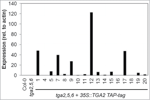 Figure 1. TGA2 expression in transgenic A. thaliana lines. Individual transgenic lines containing a 35S::TGA2 construct with a C-terminal TAP-tag in the genetic background of the tga2,5,6 mutant are shown on the abscissa. Bars represent means of quantitative RT-PCR from 2 biological replicates. TGA2 expression was normalized to the expression of actin. Expression in wild type was arbitrarily set to 1 and expression values in all other genotypes were relative to it.