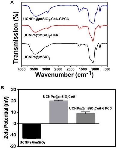 Figure 3 (A) FT-IR spectra of UCNPs@mSiO2 (black line), UCNPs@mSiO2-Ce6 (red line) and UCNPs@mSiO2-Ce6-GPC3 (blue line). (B) Zeta potential of UCNPs@mSiO2, UCNPs@mSiO2-Ce6 and UCNPs@mSiO2-Ce6-GPC3.