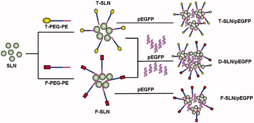 Figure 1. Preparation of dual ligands and single ligand modified SLN/pEGFP.