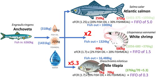 Figure 6. Using a systems analysis approach and the Tacon and Metian (Citation2008) data, it can be noted that the reduction of 6360 kg of forage fish produces 318 kg of fish oil and 1431 kg of fishmeal. This then sustains the demands of producing 1000 kg Atlantic salmon at an eFCR of 1.25 with a feed fish oil inclusion of 20% and fishmeal inclusion of 30% (using 250 kg of oil and 350 kg of meal), the production of 1324 kg of White shrimp at an eFCR of 1.7 with a feed fish oil inclusion of 2% and fishmeal inclusion of 20% (using 68 kg of oil and 680 kg of meal), and Nile tilapia with an eFCR of 1.7 with a feed fish oil inclusion of 0% and fishmeal inclusion of 4% (using 0 kg of oil and 376 kg of meal). Total fish out production is 18,812 kg, with a FIFO = 0.34 from the complete utilization of the fish in.