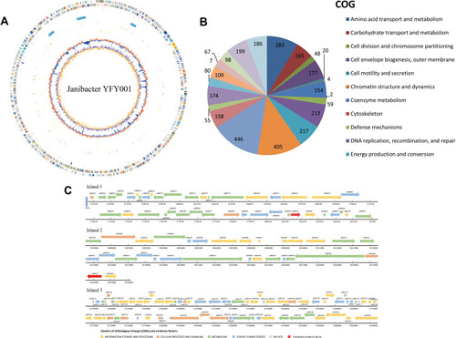 Figure 2 Genomic analysis of Janibacter YFY001. (A) Circular representation of the Janibacter YFY001 genome with predicted CDSs. Circles range from 1 (outer circle) to 8 (inner circle). Circles 1 and 2, genes on forward and reverse strands; circle 3, tRNA genes; circle 4, genomic island; circle 5, predicted resistance genes; circle 6, rRNA genes; circle 7, GC bias ((G-C)/(G + C); red indicates values >0; blue indicates values <0); circle 8, G+C content. (B) COG analysis of Janibacter YFY001 genome. (C) Genomic islands in Janibacter YFY001. Different colors represent different COGs.
