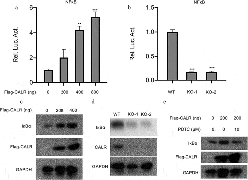 Figure 8. CALR activates NF-ĸB signaling pathway in lung cancer cell lines. (a). the NF-ĸB transcriptional activity in the A549 cells transfected with overexpressing CALR vectors. (b). the NF-ĸB transcriptional activity in H1299cells. (c), (d) and (e). IĸB expression levels in the CALR overexpressing A549 cells transfected with vectors, in CALR depleting H1299 cells and in CALR overexpressing A549 cells exposed to 10 µm PDTC.