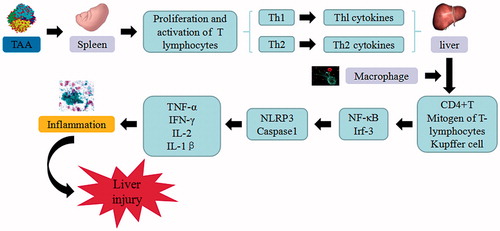 Figure 6. ConA-induced liver injury. ConA triggers the continuous development of hepatocyte injury by inducing cell stress via inflammation and macrophages activation, resulting in hepatic necrosis and liver injury. NF-κB: nuclear factor κB; Irf-3: Interferon regulatory factor -3; NLRP3: NACHT, LRR and PYD domains-containing protein 3; TNF-α: tumor necrosis factor α; IFN-γ: Interferon-γ; IL: interleukin.
