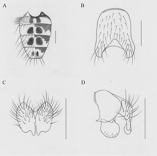 Figure 9. Helina subfloscula Xue, sp. nov. (A) Male, abdomen in dorsal view; (B) male, sternite 5 in ventral view; (C) male, cerci in posterior view; (D) male, terminalia in profile. Scale bars: A, 1 mm; B–D, 0.5 mm.