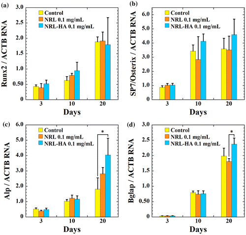 Figure 6 RT-PCR analysis of the osteogenic gene expression of (a) Runx2, (b) Sp7/Osterix, (c) Alp, and (d) Bglap for MC3T3-E1 cells cultured with NRL nanoparticles of 1.0 mg/mL and/or NRL-HA nanoparticles of 1.0 mg/mL at different time intervals (3, 10, and 20 days). Data were expressed as mean ± S.D. (n = 3)