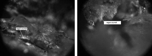 Figure 11 Degree of impregnation of freeze-dried strawberries osmotically dehydrated in a starch syrup (IIC) by sugars which penetrated from osmotic solution. (a) Fragment of the surface layer—zoom 600×; and (b) Fragment of the inert part of a freeze-dried strawberry—zoom 1200×.