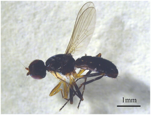 Figure 1. Meroplius fukuharai (Iwasa). ♂ body in left lateral view. The photo was taken by Yingying Song on 7 September 2023.