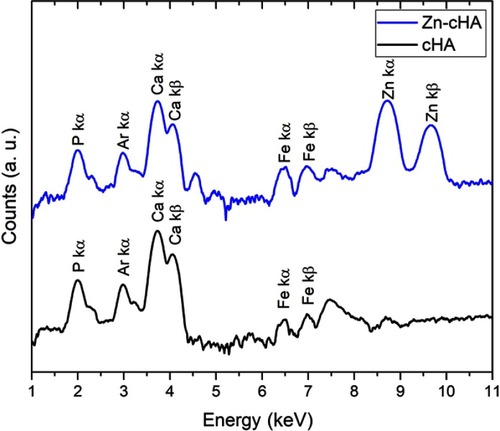 Figure S2 SR-µXRF spectra of cHA and Zn-cHA microspheres (region 1).Abbreviations: SR-µXRF, Synchrotron radiation-based X-ray microfluorescence; cHA, Carbonated hydroxyapatite; Zn-cHA, Zn-doped carbonated hydroxyapatite.