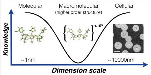 Figure 2. Knowledge of capsule structure as a function of dimension scale. Representative hyperbola of polysaccharide capsule structural understanding which is greatest at the smallest (molecular) and largest (cellular) levels. At the molecular level an in silico energy-minimized structure of the GXM M2 motif (see figure 3c) is estimated to cover a few nanometers in diameter. At the cellular level, capsule radii exist in the micrometer size range and are readily measured by negative staining and light microscopy (Scale bar in micrograph represents 10 µm). There is a knowledge gap in capsule structure at the macromolecular level or higher order structure (analogous to the secondary, tertiary and quaternary structural level of proteins) were many motifs are organized to form the overall capsular structure.