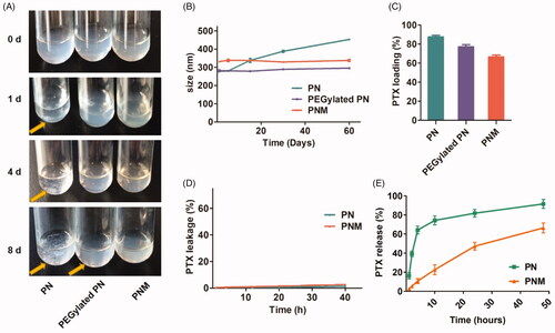 Figure 3. In vitro stability, drug loading and drug release properties of PN, PEGylated PN, and the PNM. (A) Digital photo of three nanoparticles storage at 4 °C taken at indicated time, visible sediments were pointed by yellow arrow; (B) Change of particle size of three nanoparticles in two months’ storage; (C) PTX loading rate of three nanoparticles determined by HPLC; (D) Drug leakage performance of formulations; (E) Cumulative percentage of drug release from various formulations; all the scale bars indicated ± SD (n = 3).