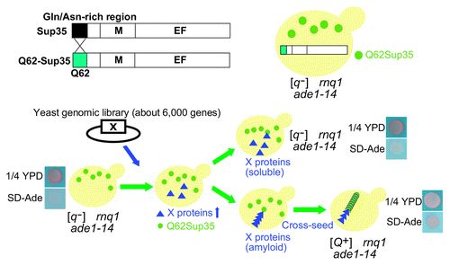 Figure 1. A procedure of genome-wide screen for identification of novel yeast prion proteins. A Q62-Sup35 chimera yeast strain was used to identify QIN factors (upper). A Sup35 protein consists of a N-terminal prion domain (N domain, residues 1–123), a highly charged middle domain (M domain, residues 124–253) and a C-terminal translation termination domain (EF domain, residues 254–685) The Gln/Asn-rich region in the SUP35 N domain (residues 1–40) was replaced by 62 glutamine repeats (Q62). The procedure for the genome-wide screen for novel QIN factors in the [Q+] yeast prion system is shown (lower). Expression plasmids from a yeast ORF library were introduced into [q-]Δrnq1 yeast cells, each yeast protein was overexpressed by galactose and de novo appearance of [Q+] was tested by growth on 1/4 YPD and SD-Ade plates. Color and growth phenotypes of [q-] and [Q+] yeasts on 1/4 YPD and SD-Ade plates are shown as negative and positive controls, respectively. (Reproduced from ref. 24.)