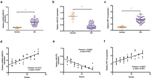 Figure 2. Expression of circRNA-UBE2G1, miR‑373, and HIF-1a in OA. (a–c) Relative circRNA-UBE2G1, miR‑373, and HIF-1a expression in OA tissues and normal tissues; (d, f) CircRNA-UBE2G1 and HIF-1a expression were positively associated with high modified Mankin scores; (e) MiR‑373 expression was negatively associated with modified Mankin scores. *P < 0.05.