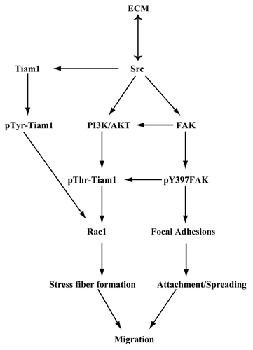 Figure 9 Schematic representation of the ECM-mediated signaling leading to Rac1 activation via Tiam1 during attachment, spreading, and migration of IEC-6 cells.