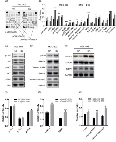 Figure 3 Knockdown of CCDC132 led to activate the pro-apoptotic signals in MGC-803 cells. (A) The PathScan® Stress and Apoptosis Signaling Antibody Array Kit was applied to detect the signaling molecules of stress response and apoptosis that responded to knockdown of CCDC132 in MGC-803 cells, and the interest candidates were present as described above. (B) Quantitative the array data by array analysis software. Results are presented as the mean ± SD. (C) Cell proliferation pathway proteins were confirmed by Western blot in knockdown CCDC132MGC-803 cells, JNK, AKT and ERK served as the loading control. (D) The apoptosis relative proteins were confirmed by Western blot in knockdown CCDC132 MGC-803 cells, GAPDH served as the loading control. (E) The DNA damage marks were detected by western bolt in knockdown CCDC132 MGC-803cells, GAPDH served as the loading control. (F) Cell proliferation pathway proteins were confirmed by Western blot in knockdown CCDC132MGC-803 cells, JNK, AKT and ERK served as the loading control. (G) The apoptosis relative proteins were confirmed by Western blot in knockdown CCDC132 MGC-803 cells, GAPDH served as the loading control. (H) The DNA damage marks were detected by western bolt in knockdown CCDC132 MGC-803cells, GAPDH served as the loading control. *p < 0.05; **p < 0.01; ***p < 0.001.