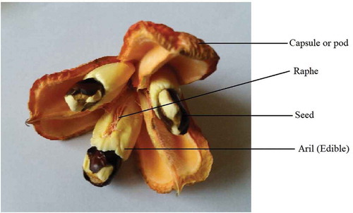 Figure 4. Mature, open ackee fruit