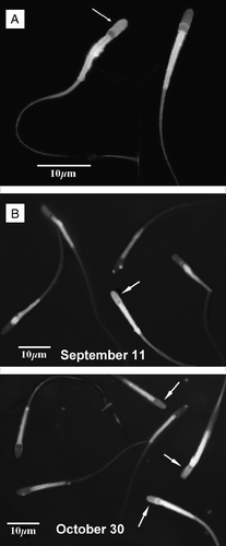 Figure 3 C. mexicanus spermatozoa capacitation. Spermatozoa were subject to the capacitation reaction during a 6 h incubation at 39°C under a 5% CO2/95% air atmosphere, in the presence of 2.5 mM Ca2+. Evaluation of the percentage of capacitated sperm was done by the chlortetracycline (CTC) fluorescence method. Percentage of capacitated sperm was observed at high magnification, using an epifluorescence Zeiss microscope with a 2Fl filter (405 nm excitation, 460 nm fluorescence and 510 nm barrier filters). (A) Presence of bright fluorescence in the acrosome region (arrow) was considered as providing evidence of capacitation. The neck region was always brilliantly stained by chlortetracycline. (B) Comparison between the epididymal cauda spermatozoa observed on September 11 and October 30, showing the increase in the percentages of capacitated sperm as the spermatozoa reside in the cauda epididymis.