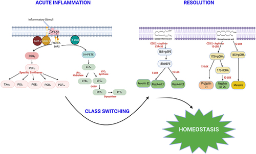 Figure 2 The role of eicosanoids in the mediation of inflammation and resolution through class-switching and thus in the maintenance of homeostasis.