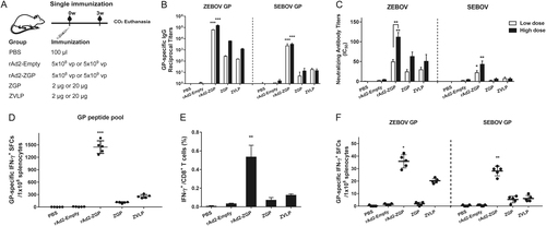 Fig. 1 Antibody and cell-mediated immune responses to homologous ZEBOV and heterologous SEBOV after a single immunization in mice.a Seven-week-old Balb/c female mice were intramuscularly immunized with 5 × 108 vp rAd2-ZGP, 5 × 109 vp rAd2-ZGP, 2 µg ZGP, 20 µg ZGP, 2 µg ZVLPs, or 20 µg ZVLPs. Mice injected with PBS, 5 × 108 vp or 5 × 109 vp rAd2-Empty were used as control groups. b Three weeks after immunization, serum samples were collected and subjected to ELISA analysis of IgG antibodies that bind to ZEBOV GP and SEBOV GP. The titers were calculated as reciprocal endpoints. A cutoff value for a positive result was calculated as the mean optical density (at a 1:100 dilution) for the control serum sample plus 3 SDs. c Three weeks after immunization, the serum samples were measured for the neutralizing activities to ZEBOV GP pseudo-typed lentivirus or SEBOV GP pseudo-typed lentivirus. Pseudo-typed lentiviruses at 100 TCID50 were incubated with 8 serial twofold dilutions of serum samples from each group and infected into Huh-7 cells. The neutralizing activity was measured as the decrease of luciferase expression relative to negative control sera. The IC50 was calculated by the dose–response inhibition function in GraphPad Prism 7.00. Data are presented as the mean ± SD (n = 5). d Mice immunized with higher dosage groups were sacrificed 3 weeks after immunization. Splenocytes were isolated and stimulated with a peptide pool derived from ZEBOV GP. IFN-γ+ SFCs were assessed with an ELISpot assay and imaged with an ELISpot reader. Data are shown as the number of SFCs in one million splenocytes. e CD8+ T cells secreting IFN-γ were determined with an ICS assay after stimulation with a peptide pool derived from ZEBOV GP. Data are shown as the mean ± SD (n = 5). f Splenocytes were stimulated with either ZEBOV GP or SEBOV GP. IFN-γ+ SFCs were assessed with an ELISpot assay. Data are shown as the number of SFCs in one million splenocytes. Comparisons between groups were performed by one-way ANOVA, comparisons of the neutralizing antibody titers between low- and high-dose immunizations in the rAd2-ZGP group were performed by Student’s t test, and a P-value < 0.05 was considered statistically significant. *, P < 0.05; **, P < 0.01; ***, P < 0.001