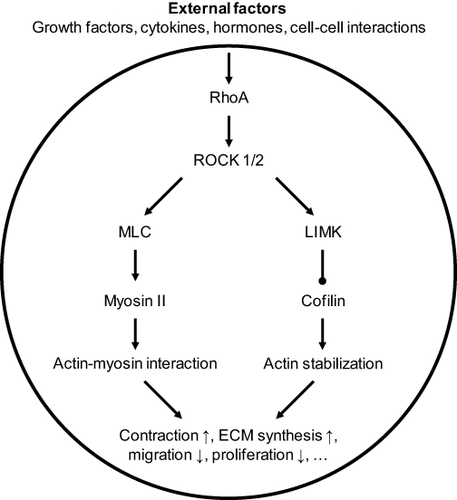 Figure 1 The ROCK signaling pathway simplified from references.