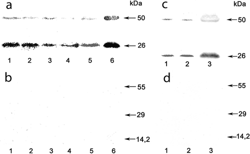 Fig. 5. Western blotting of membrane proteins of Ulothrix zonata populations from Lake Baikal using anti-ZmPIP1 antibodies (a, c). Control of antiserum specificity (b, d). The anti-ZmPIP1 antiserum was pre-incubated with a recombinant GST-protein containing the PIP1-epitope and then used to probe the Western blot.
