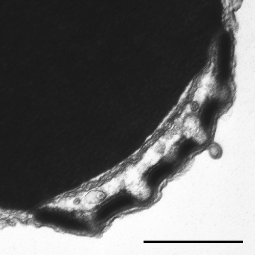 Figure 5. TEM: Longitudinal section through the acrosome. Particular of subacrosomal protrusions. Bar 600 nm.