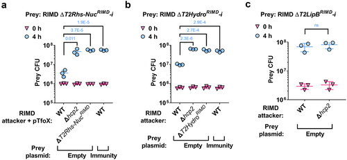 Figure 4. Validation of V. parahaemolyticus strain RIMD 2210633 T6SS2 effector and immunity pairs. Viability counts (CFU) of the indicated RIMD 2210633 derivative prey strains containing a deletion of the predicted effectors T2Rhs-NucRIMD (a), T2HydroRIMD (b), and T2LipBRIMD (c), and their neighboring predicted immunity gene (-i) before (0 h) and after (4 h) co-incubation with the indicated V. parahaemolyticus RIMD 2210633 attacker strains. Prey strains contain either an empty plasmid (Empty) or a plasmid for the arabinose-inducible expression of the predicted immunity protein that was deleted (Immunity). Competitions were performed on LB agar plates supplemented with 0.1% [wt/vol] L-arabinose to induce protein expression. The statistical significance between samples at the 4 h time point was calculated using an unpaired, two-tailed Student’s t-test; ns, no significant difference (P > .05). Data are shown as the mean ± SD; n = 3.