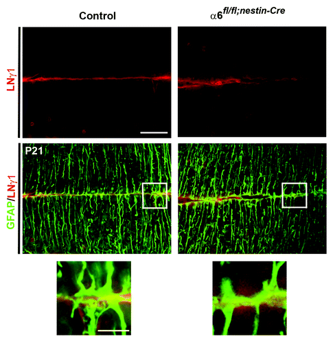 Figure 4. Analyses of glial endfeet formation and basement membrane structure. P21 sagittal sections from control and mutant cerebellum were double stained for GFAP (green) and laminin γ1 (red). Higher magnification view of the areas, indicated by the white square, did not show gross defects in the attachment of glial fibers to the basement membrane in the mutant mice compared with the control sample.